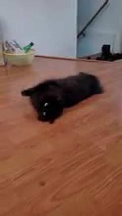 My cat slithering his way to the treat