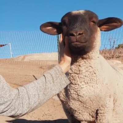 Some calming vibes courtesy of Jelly Bean at Sale Ranch Animal Sanctuary in Southern California.