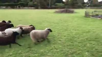 PoOr DOGGo GETs ATTackEd by angRY mOB