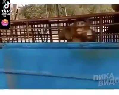 Monke is tired of humans stupid games