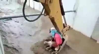 Kudos to these guys for saving the dog from the river