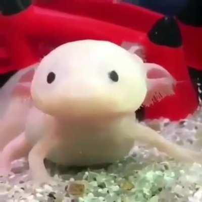 Me trying to flash a Malphite ult