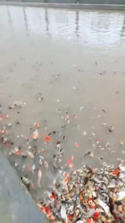 Чёрная пятница