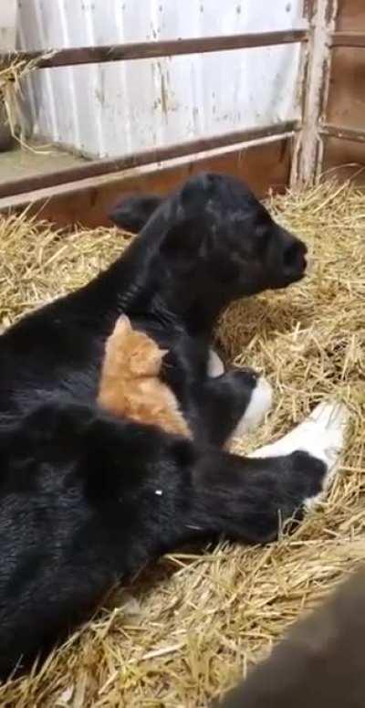 Calf shaped bed for the Kitten
