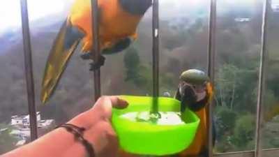 This Woman Provides drinking water to Thirsty Macaws