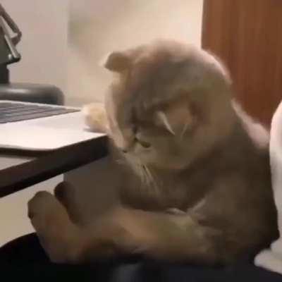 God, the kitty is bored for working all day as a programmer