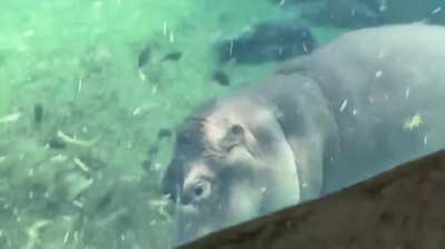 Watch how Fiona the Hippo avoids chomping on the fish. Hippos are herbivores whose diet consists of almost entirely grass.