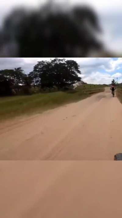 Cyclist gets chased by cow