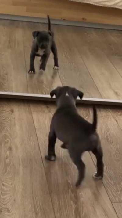 Itty Bitty Pittie sees her reflection for the first time