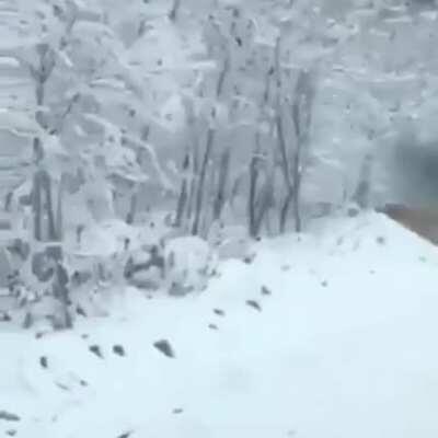 🔥 Encountering a Siberian Tiger crossing the road