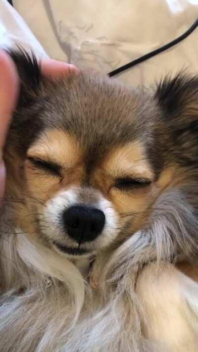 Morning ear massage for Loki