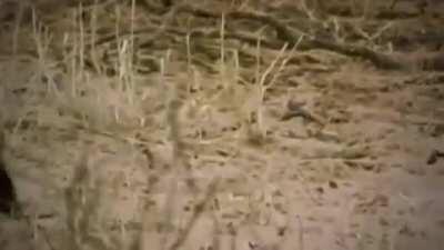 Dem Dachs ist heute alles egal! 🦡📈