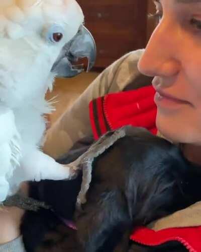 Parrot meets puppy for the first time