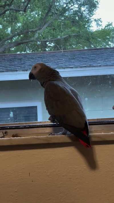 A few days later and Apollo got it