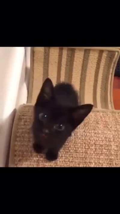 Longest. Meow. Ever.