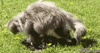 Cat was chasing a Gopher. When the Gopher gets away down their hole, the cat decides to get revenge.