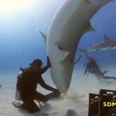 I'm Gonna Eat You! How About I Just Spin You Around on My Hand Instead