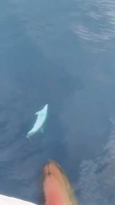 A dolphin playfully riding the bow wave of a ship