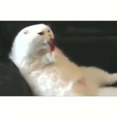 Cat Eating a Lollipop!