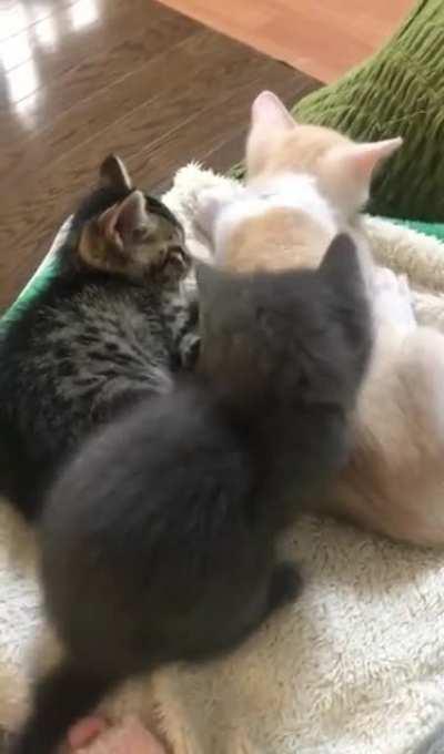 tHeRe wAs nOt eNoUgH RoOm oN ThE BeD So bIlLy pUsHeD HiS BrOtHeR To dEeAaTtHh