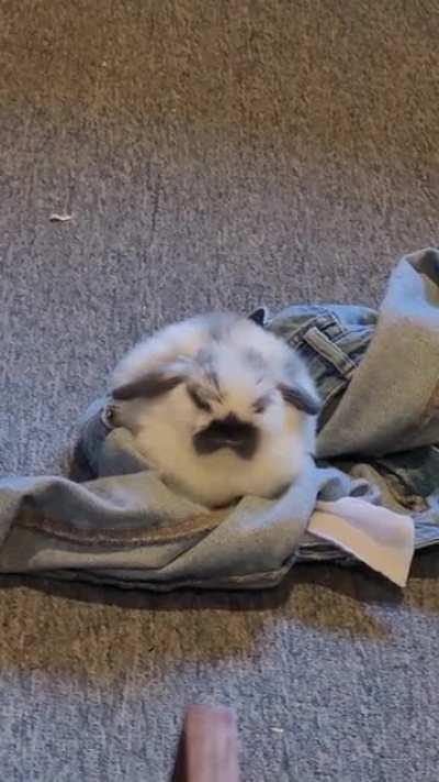 I left my jeans on the floor and she fell asleep on them 😭