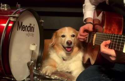 The best doggo drummer
