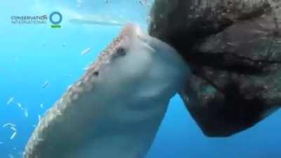 🔥 Whale shark sucks fish out of hole in fishing net
