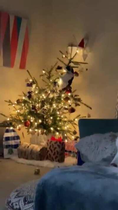 WCGW. CAT≠Christmas