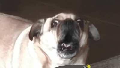 Phasmofobia first time playing be like ...