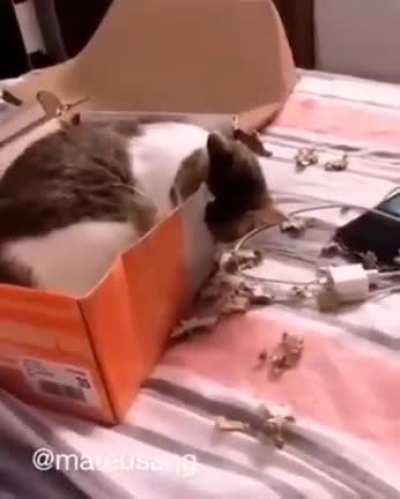 Mais inteligentes do que podemos imaginar