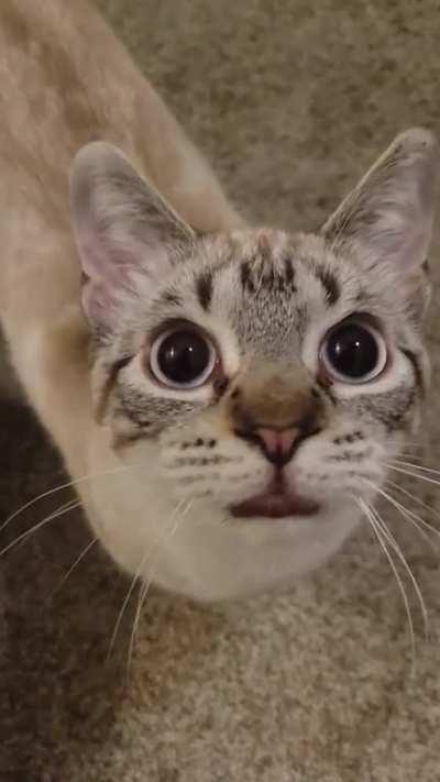 My boy Soup telling me gossip about his big sis