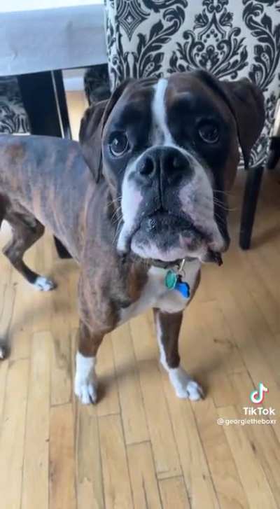 What's wrong with yo dog?