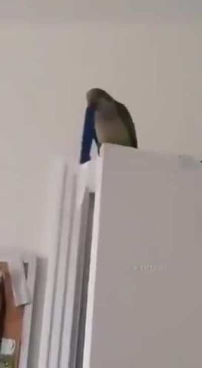 What is it going to take for people to stop thinking they are pets?