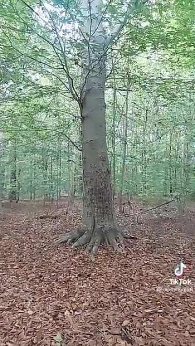 Just came across this on TikTok and wanted to share it here