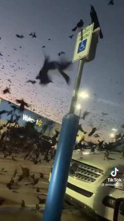 What's going on with these birds?