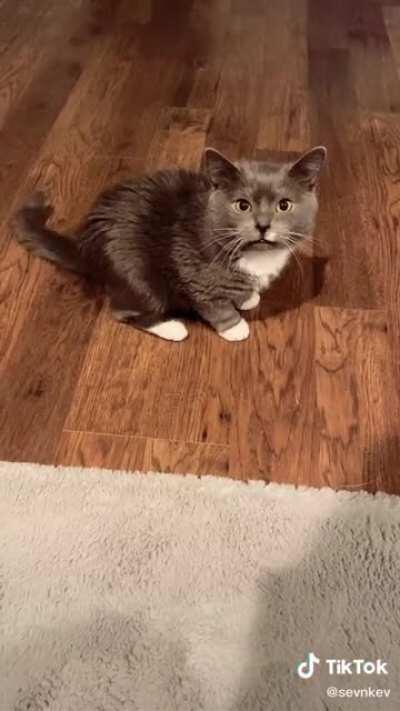 Kevin is a very squeaky boy (credit @sevnkevn)