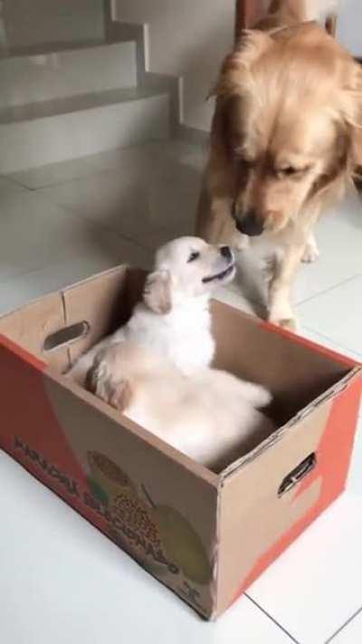 Golden boy meets new babies