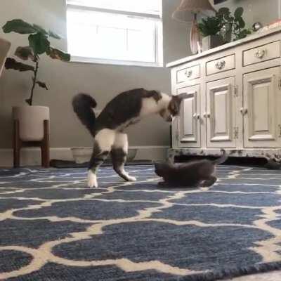 Little T-Rex is super excited to meet his new playmate