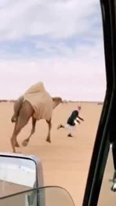 Camel wants to see your haircut
