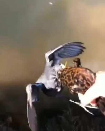 Definitely a Win for the Birdie