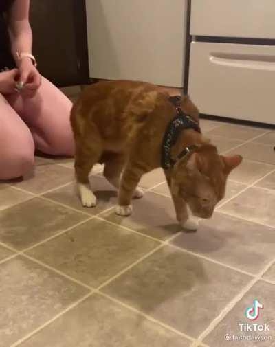 Cat wears harness for the first