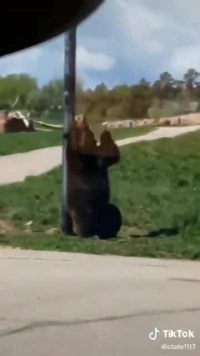 dança, gatinho, dança