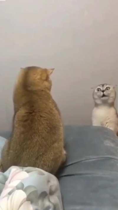 I'm throwing the whole cat away