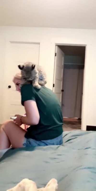 Baby bobcat and their human