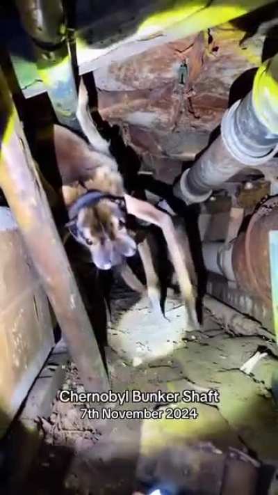 AI Chernobyl Spider Dog