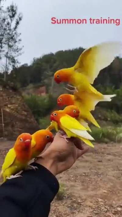Summoning birds.
