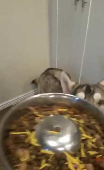 Birthday dinner for the Sochi