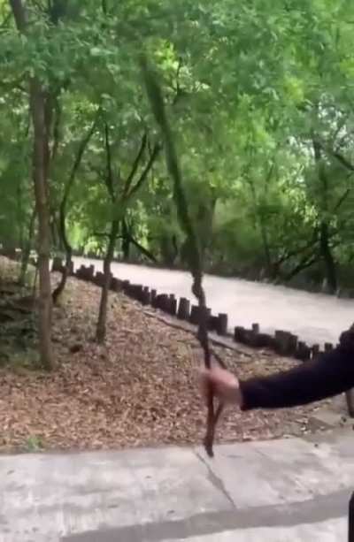 Dude finds a perfect stick