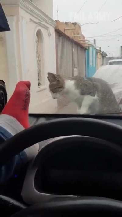 Trying to scare a cat away