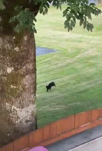 Hearing the treats box.